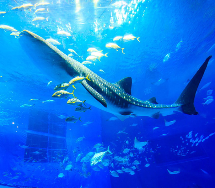 クジラのモニュメントの画像