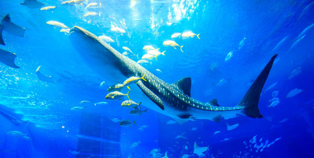 ジンベエザメの画像