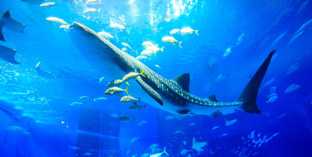 ジャグジーの画像