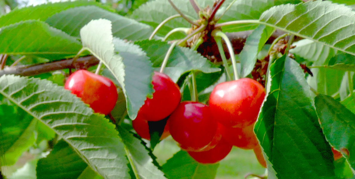 サクランボの画像