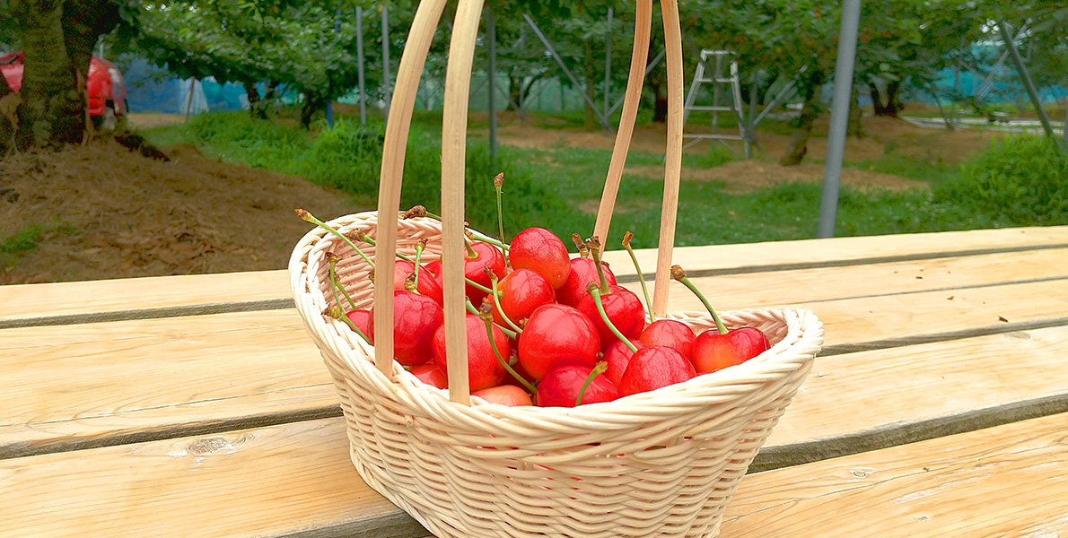 サクランボの画像