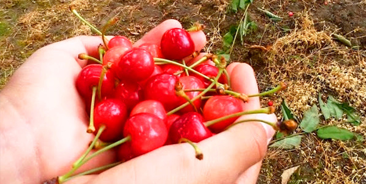 サクランボの画像