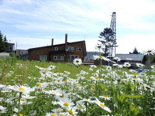 初夏はお庭がデイジーのお花畑になります。In early summer the garden turns into a field of daisies.