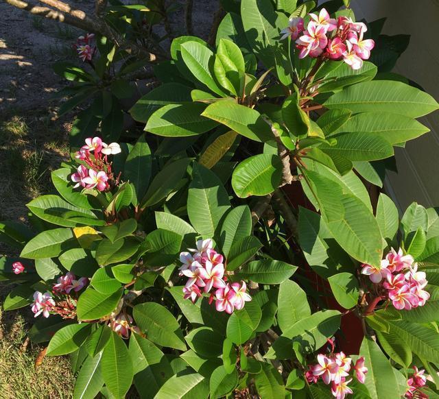異国情緒の庭園のプルメリア