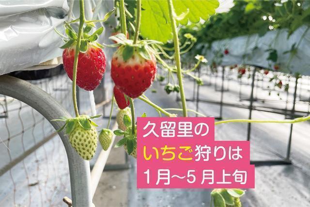 早春からGWまではイチゴ狩り