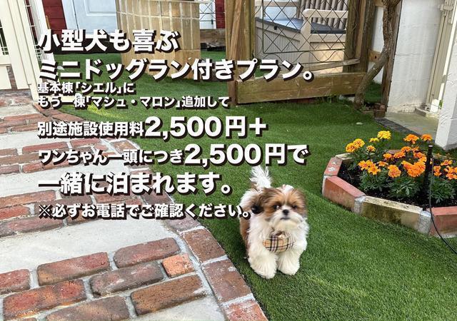 走り回るマシュー