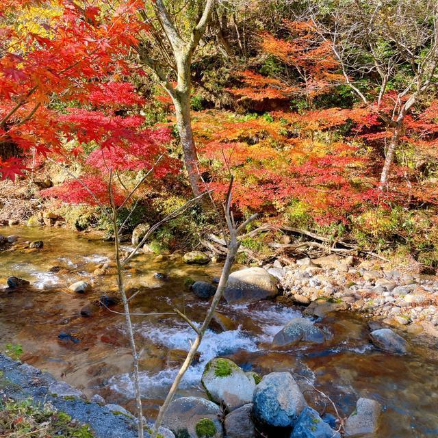 秋にはウッドデッキから紅葉を楽しめます。