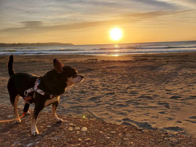 ペットの宿泊は無料です！