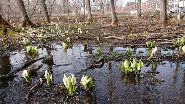 水芭蕉の群生地にて    