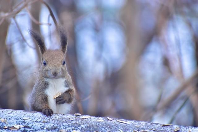 窓から見るエゾリスが、かわいい
